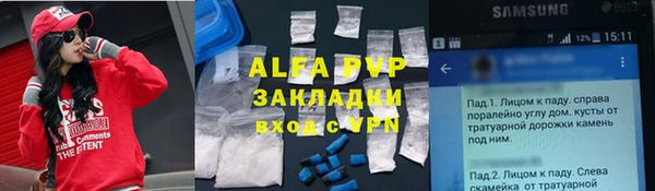 прущие грибы Тайга